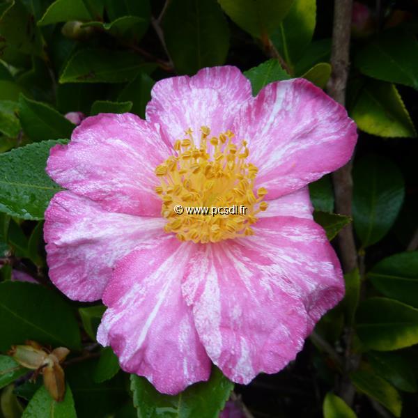 Camellia sasanqua Ashtar (3)