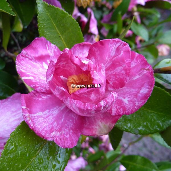 Camellia sasanqua Ashtar (4)