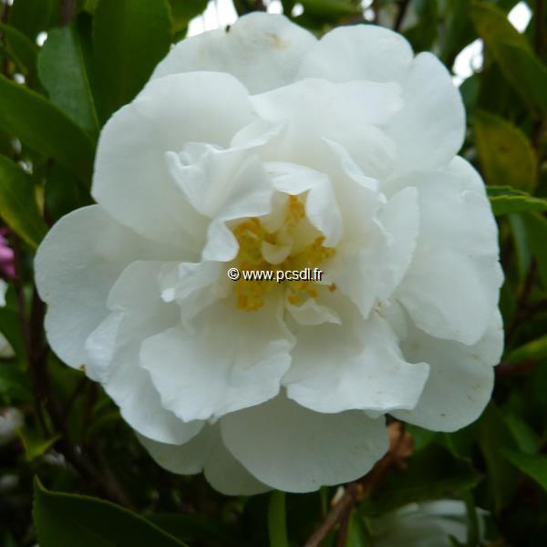 Camellia sasanqua Etoile du Berger (2)