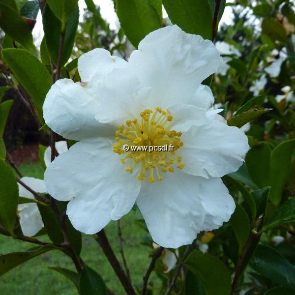 Camellia sasanqua Orcival (2)