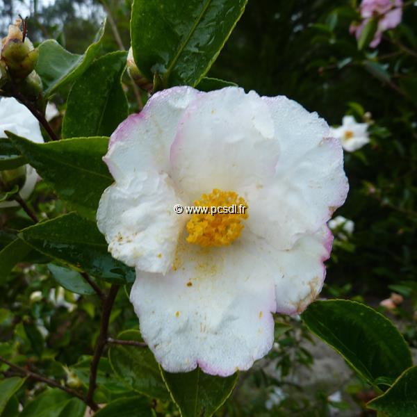 Camellia sasanqua Yoimachi (3)