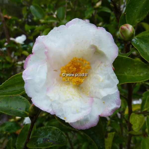 Camellia sasanqua Yoimachi (1)