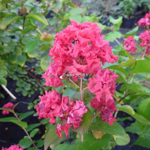 Lagerstroemia indica Dynamite (4)