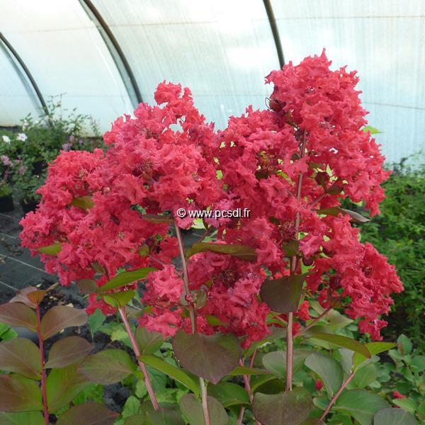 Lagerstroemia indica Dynamite (1)