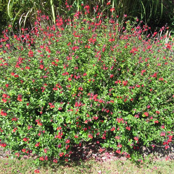 Salvia microphylla Royal Bumble (2)