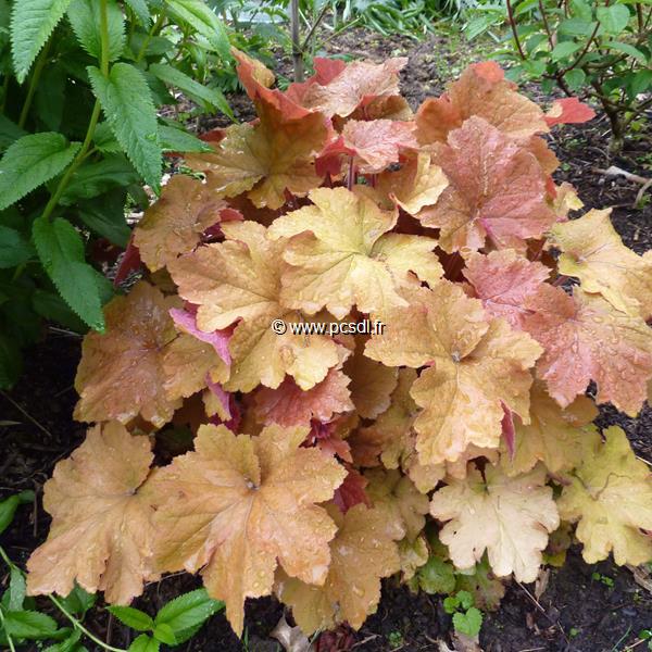 Heuchera Caramel (3)