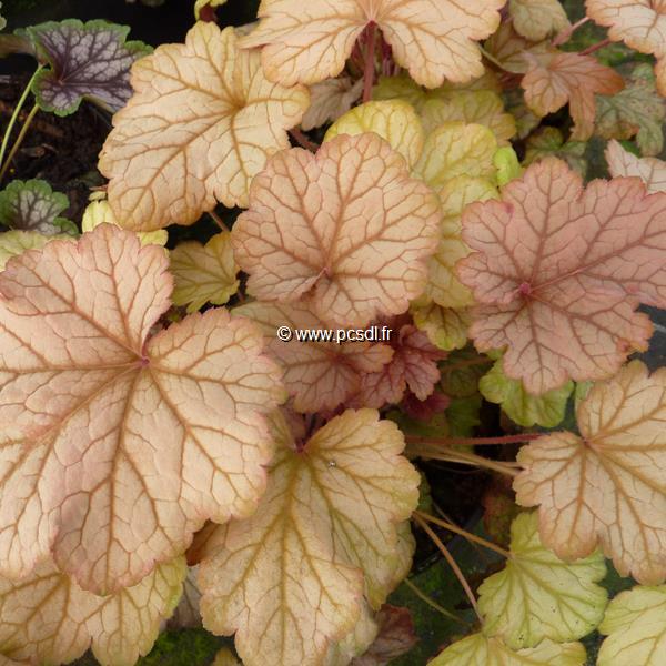 Heuchera Pinot Gris