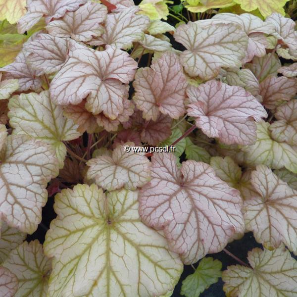 Heuchera Pinot Gris (11)