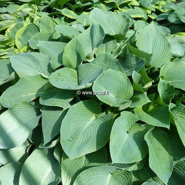 Hosta Big Daddy