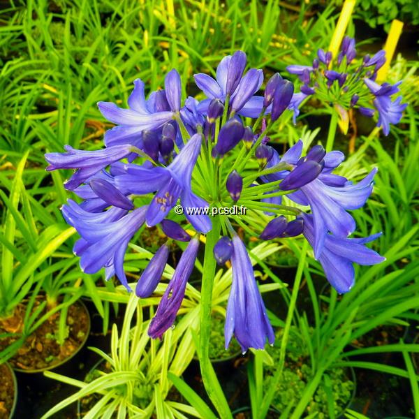 Agapanthus Windlebrooke (1)