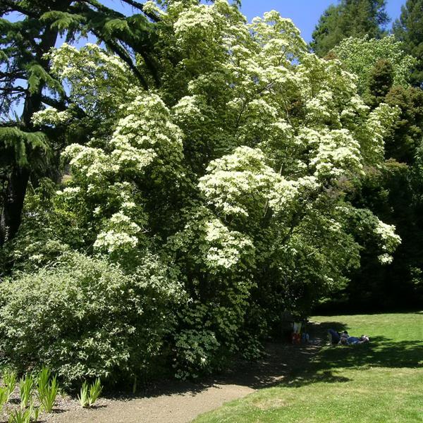 Cornus capitata