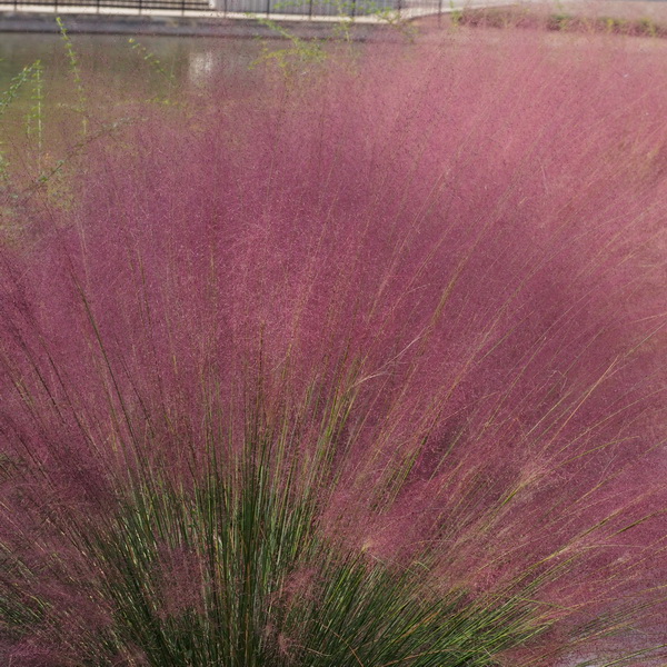 Muhlenbergia capillaris (1)