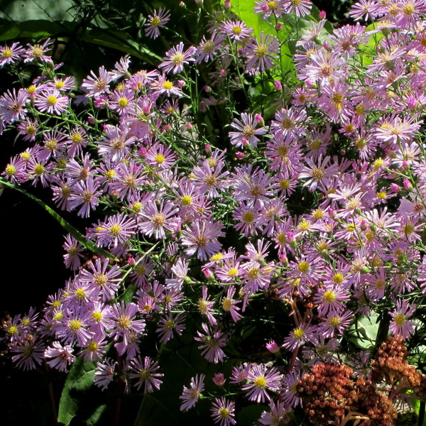 Aster Pink Star (1)