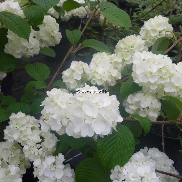 Viburnum plicatum Pop Corn (3)