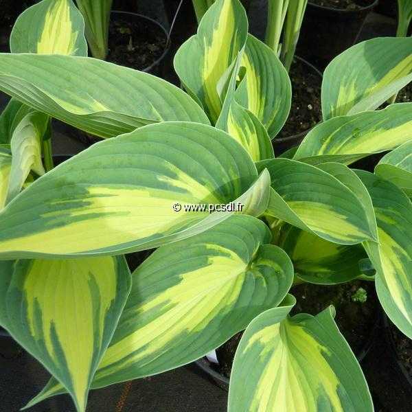 Hosta High Society (1)