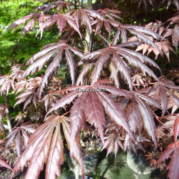 Acer palmatum Trompenburg (2)