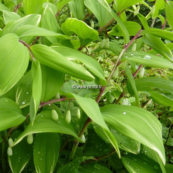 Polygonatum odoratum var. pluriflorum (2)