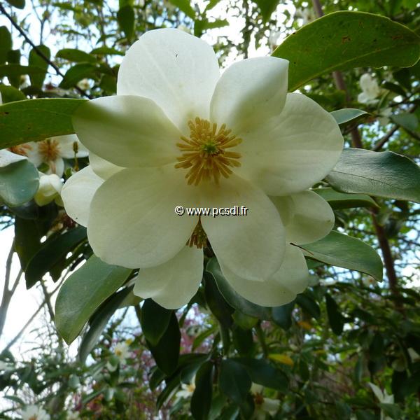 Magnolia yunnanensis (2)