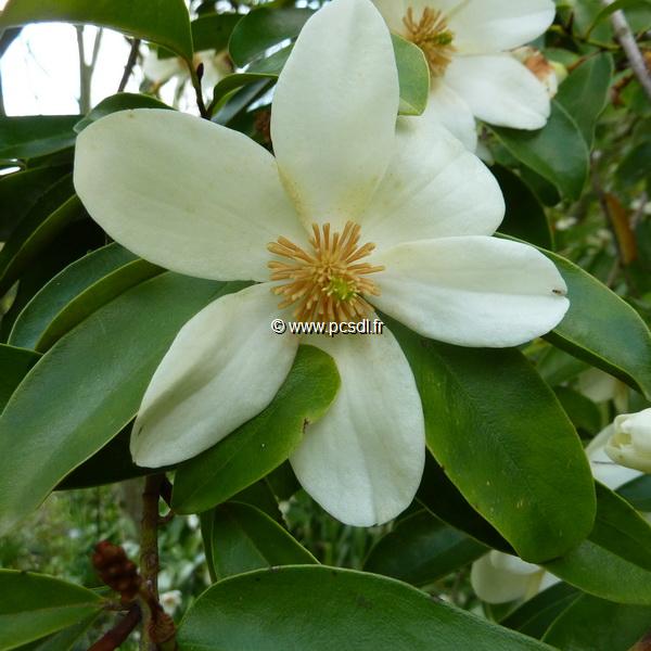 Magnolia yunnanensis (3)