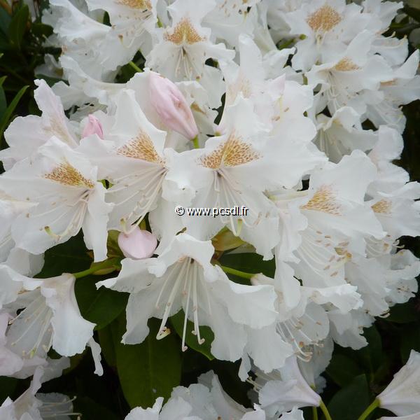 Rhododendron Mme masson (1)