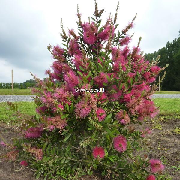 Callistemon Hot Pink (1)