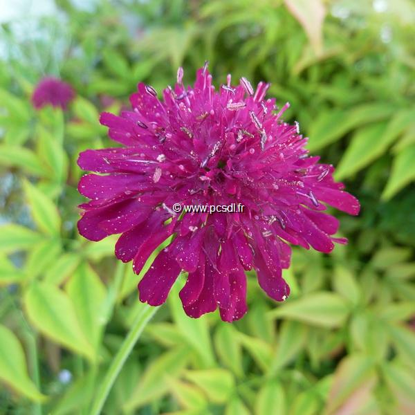 Scabiosa Barocca (4)