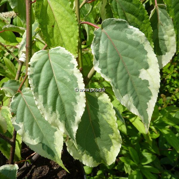 Stachyurus chinensis Magpie
