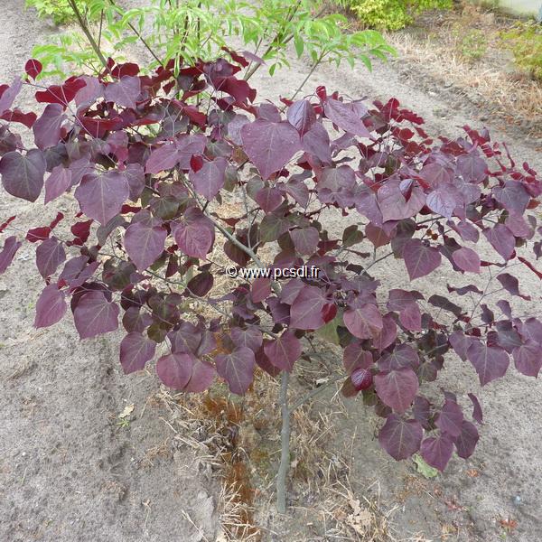 Cercis canadensis Forest Pansy