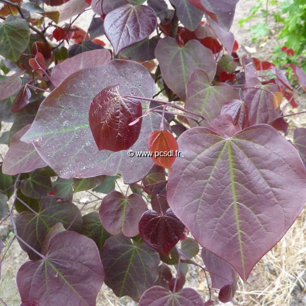 Cercis canadensis Forest Pansy (1)