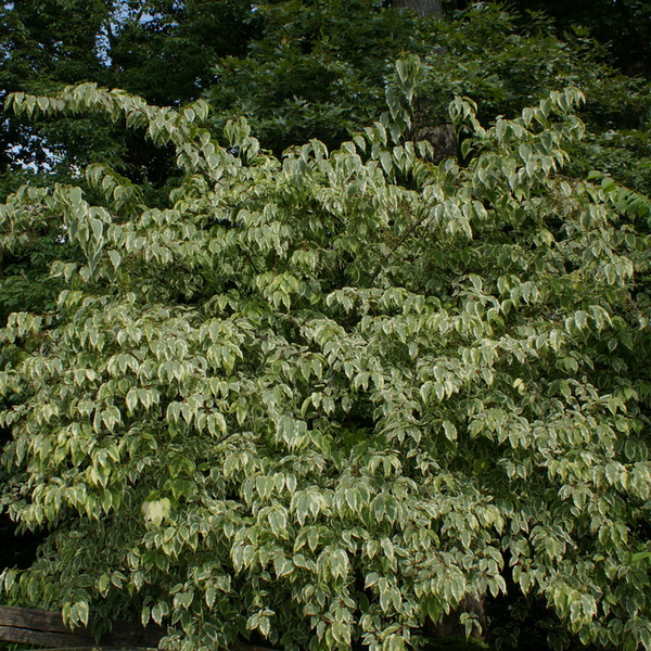 Stachyurus chinensis Magpie (3)