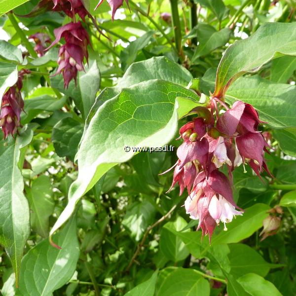 Leycesteria formosa Purple Rain