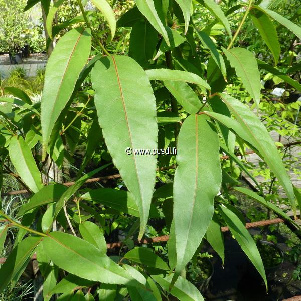 Acer laevigatum (1)