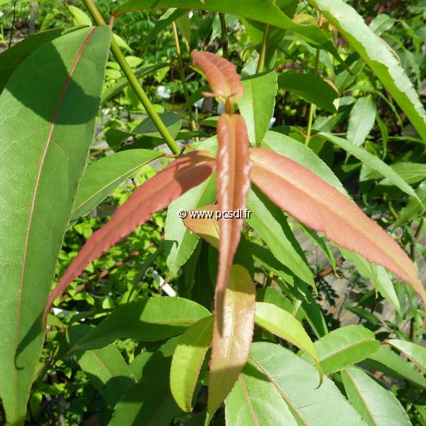 Acer laevigatum (3)