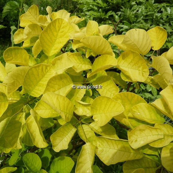 Cotinus coggygria Aurea