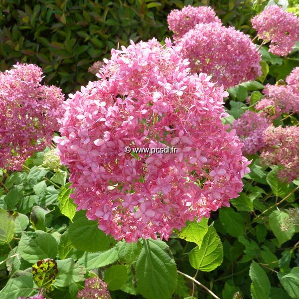 Hydrangea arbrorescens Invincibelle (2)