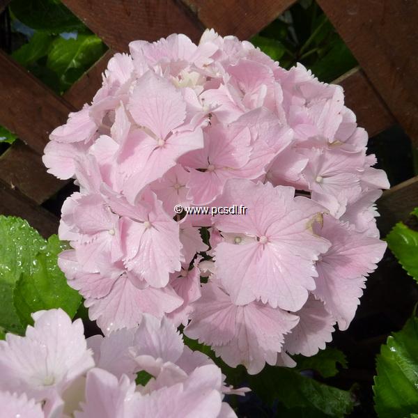 Hydrangea macrophylla Albreschtsburg