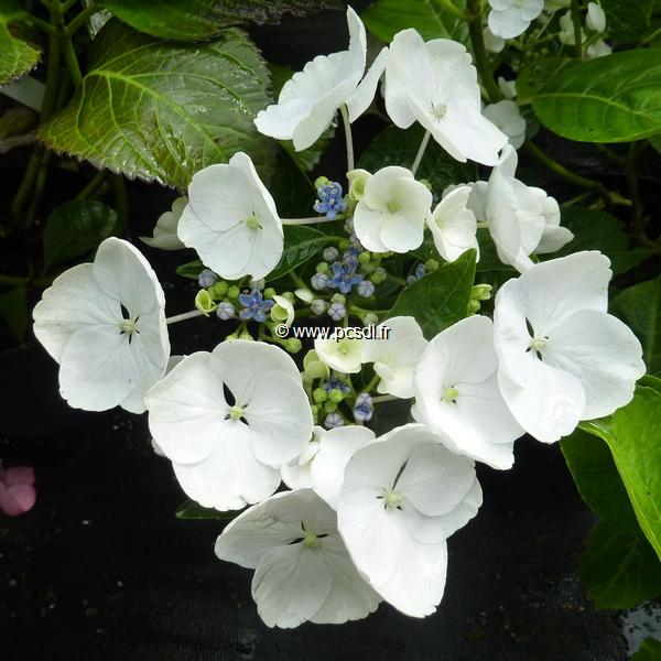 Hydrangea macrophylla Blanc Bleu