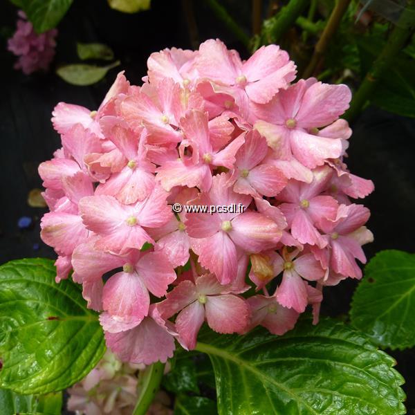 Hydrangea macrophylla Fantasia