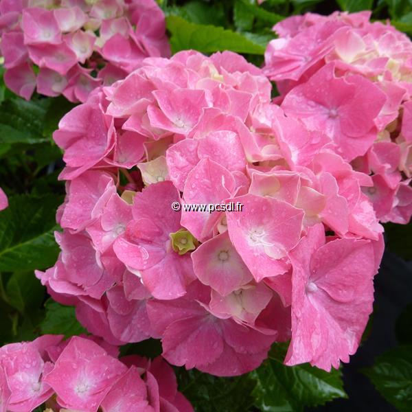 Hydrangea macrophylla Henrich Seidel