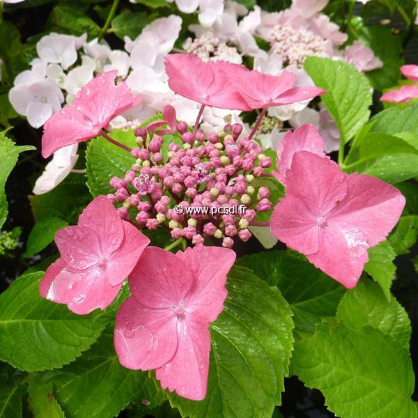 Hydrangea macrophylla Kardinal