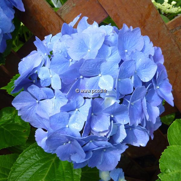 Hydrangea macrophylla Mathilda Gutges