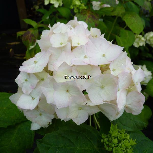 Hydrangea macrophylla Nymphe (2)
