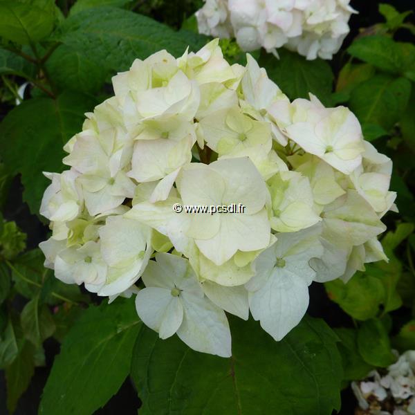 Hydrangea macrophylla Nymphe (1)