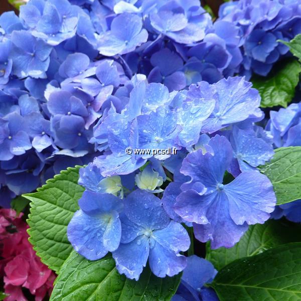 Hydrangea macrophylla Universal