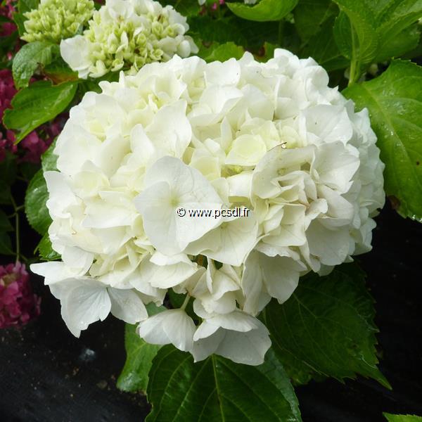 Hydrangea macrophylla Wudu