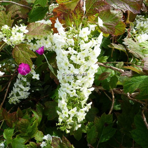 Hydrangea quercifolia Snowflake (1)