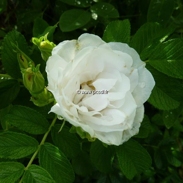 Rosa rugosa Blanc Double de Coubert (1)