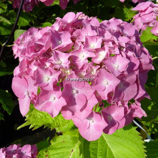 Hydrangea macrophylla Deutschland (4)