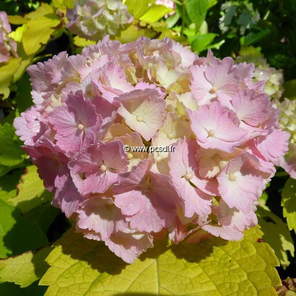 Hydrangea macrophylla Ogonba