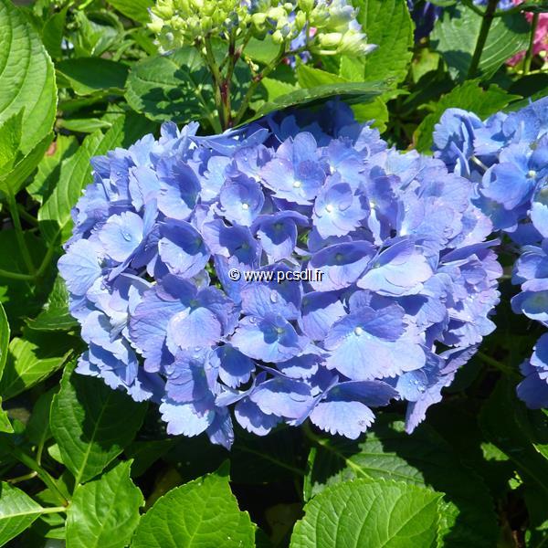 Hydrangea macrophylla Universal (1)